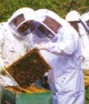 FICHE : Durabilité sociale : Les services rendus par les apiculteurs Agnès Fayet