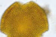 Fiche Palyno - Structure et morphologie d'un grain de pollen