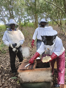 Entrevue avec le Congo : quand l'apiculture et l'agroforesterie s'unissent dans un réseau d'entraide communautaire