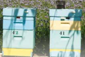 FICHE : Durabilité sociale : Services rendus par les abeilles