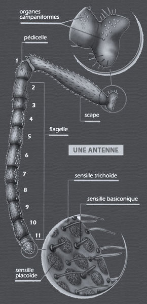 Anatomie de l'antenne (Source : Le Traité Rustica de l'apiculture)