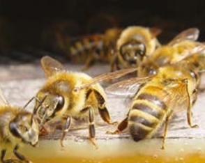 FICHE : États émotionnels ou réactions au stress chez les abeilles ? Agnès Fayet