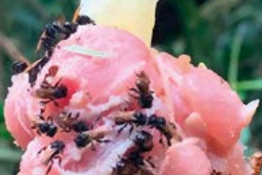La liste rouge des abeilles sauvages de Belgique