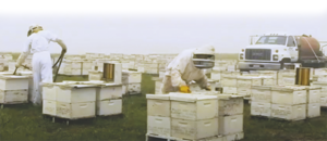 Pratiquez-vous une apiculture durable ? 