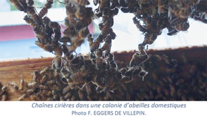 Auto-organisation et comportements dans les colonies d'abeilles mellifères