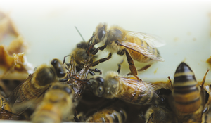 L'abeille mellifère est-elle qualifiée pour la question du bien-être animal ? 