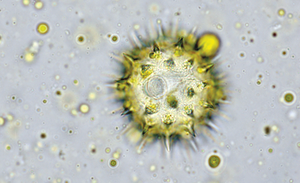 FICHE : Structure et morphologie d'un grain de pollen 3e partie
