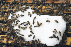 Impacts et influence du nourrissement sur la colonie d'abeilles