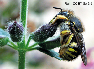 L'abeille cotonnière