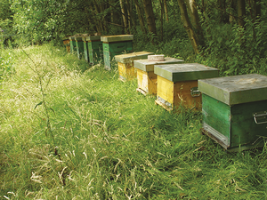 2.APIMONDIA : Santé des abeilles. Abeille VSH, apiculture sans traitement et amélioration de la biodiversité agricole