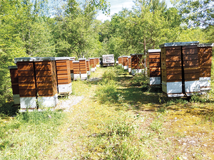 À Savoisy, en Bourgogne Dix vies en une : 40 ans d'apiculture chez les Regnault 