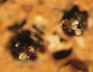 FICHE PEDAGOGIQUE : La sélection d'abeilles résistantes à Varroa, une solution d'avenir ?