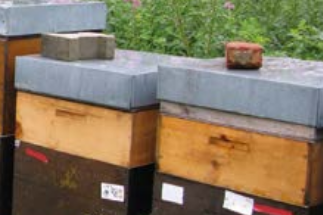 L'habitat : une des clés de la production en apiculture