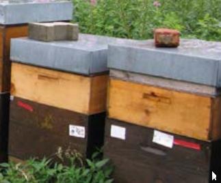 2021, une année à oublier pour les apiculteurs : la production de