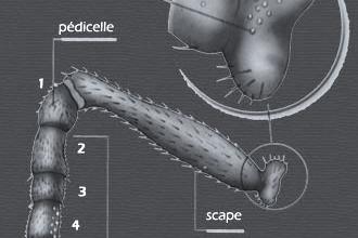 Anatomie de l'antenne (Source : Le Traité Rustica de l'apiculture)