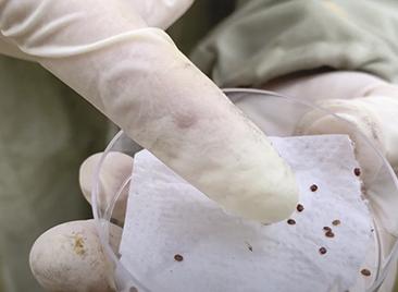 En Norvège, nouvelle approche de la tolérance au varroa Etienne BRUNEAU - Mélissa ODDIE