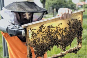 Cultiver la différence en apiculture