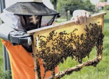 Cultiver la différence en apiculture Doriane Alberico