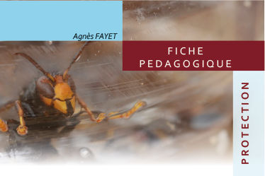 FICHE PEDAGOGIQUE : Des outils pour protéger son rucher contre le frelon asiatique