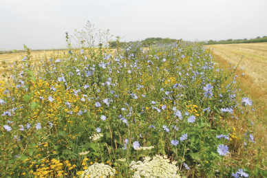 Mesures agronomiques favorables aux pollinisateurs 