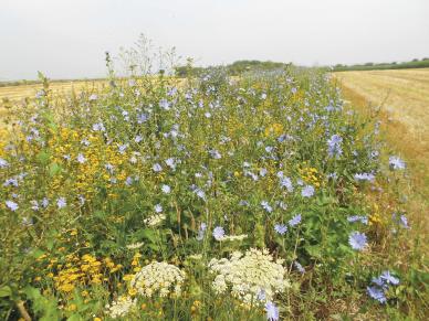 Mesures agronomiques favorables aux pollinisateurs Victor HERMAN