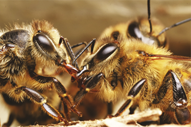 Les clefs de l‘immunité chez les abeilles 