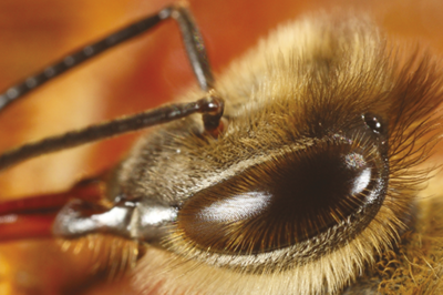 FICHE PEDAGOGIQUE : La communication visuelle et les relations plantes-abeilles