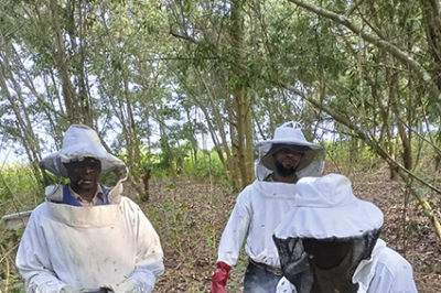 Entrevue avec le Congo : quand l'apiculture et l'agroforesterie s'unissent dans un réseau d'entraide communautaire