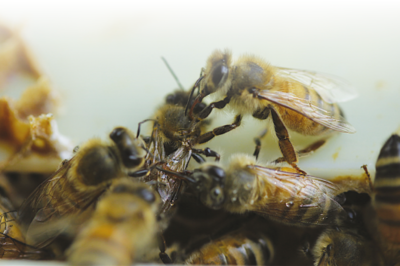 L'abeille mellifère est-elle qualifiée pour la question du bien-être animal ? 