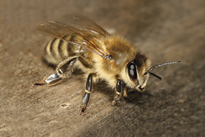 L'abeille carniolienne