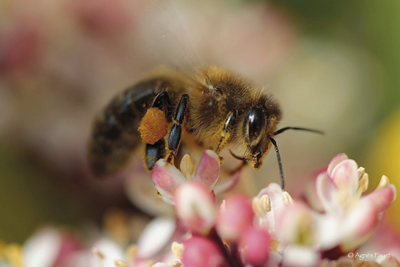 Les besoins nutritionnels des abeilles