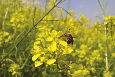 FICHE : La pollinisation du colza