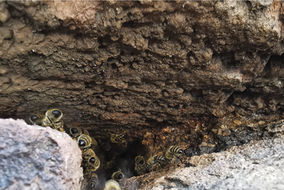 Colonies d'abeilles mellifères sauvages : réalité et utilité