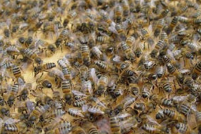 Fiche - L'immunité sociale des abeilles mellifères