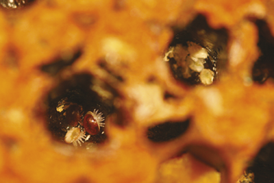 FICHE PEDAGOGIQUE : Varroa destructor
