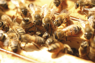 Activités microbiennes bénéfiques au sein de la colonie d'abeilles Activités microbiennes bénéfiques au sein de la colonie d'abeilles 