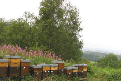 L‘apiculture wallonne 
