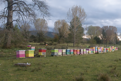 L'apiculture au Chili : atouts et contraintes 