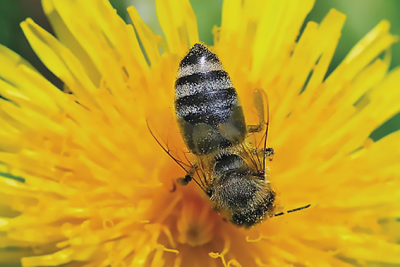 L'abeille caucasienne (ou abeille grise)