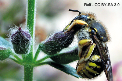 L'abeille cotonnière