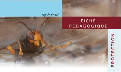 FICHE PEDAGOGIQUE : Des outils pour protéger son rucher contre le frelon asiatique Agnès FAYET