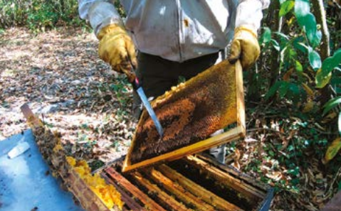 La durée de vie d'une abeille – Vis ma vie d'abeille