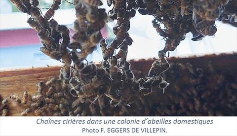 Auto-organisation et comportements dans les colonies d'abeilles mellifères Frédéric Eggers de Villepin Secrétaire Général de la Société Centrale d'Apiculture - fe2v@proton.me