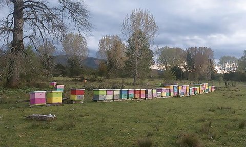 L'apiculture au Chili : atouts et contraintes Orianne ROLLIN