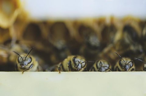 API : Rapide florilège sur la biologie de l'abeille Agnès FAYET