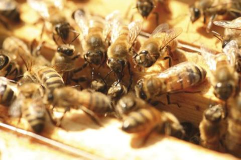 Activités microbiennes bénéfiques au sein de la colonie d'abeilles Activités microbiennes bénéfiques au sein de la colonie d'abeilles Victor HERMAN