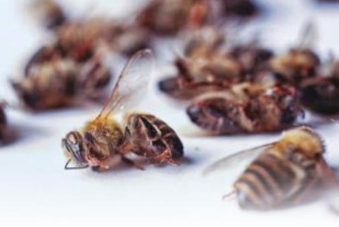 FICHE : Les abeilles et le stress xénobiotique Agnès Fayet