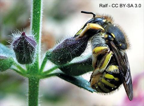 L'abeille cotonnière Orianne ROLLIN