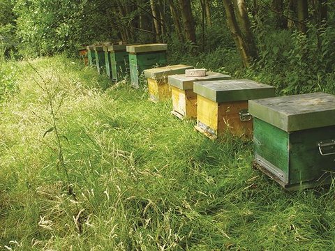 2.APIMONDIA : Santé des abeilles. Abeille VSH, apiculture sans traitement et amélioration de la biodiversité agricole Agnès FAYET