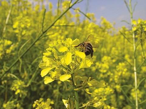 FICHE : La pollinisation du colza Agnès FAYET